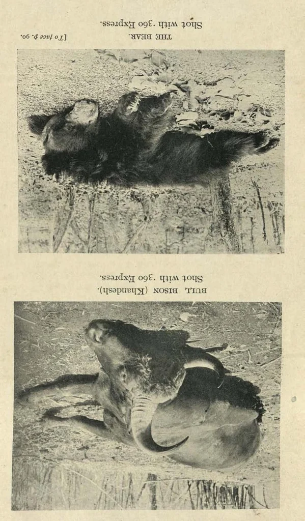 An illustration from Tiger Slayer by Order (Digby Davies, Late Bombay Police), 1915, leaf 124