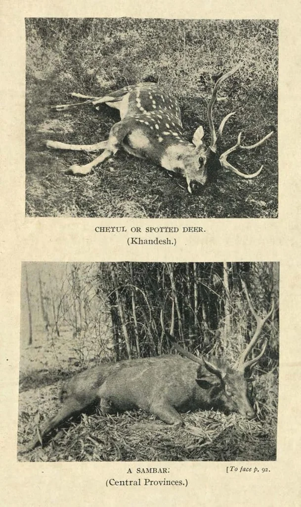 An illustration from Tiger Slayer by Order (Digby Davies, Late Bombay Police), 1915, leaf 128
