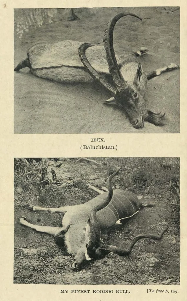 An illustration from Tiger Slayer by Order (Digby Davies, Late Bombay Police), 1915, leaf 149