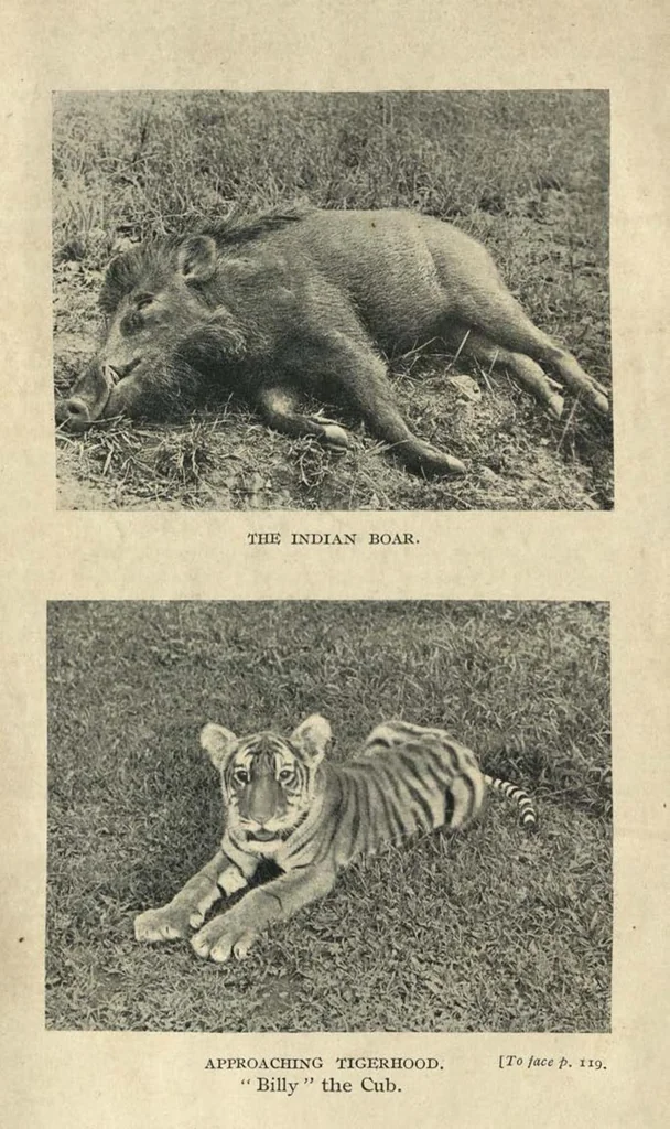 An illustration from Tiger Slayer by Order (Digby Davies, Late Bombay Police), 1915, leaf 161