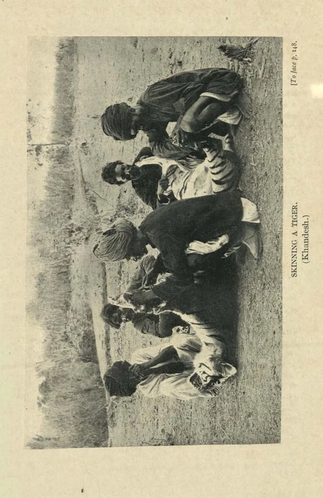 An illustration from Tiger Slayer by Order (Digby Davies, Late Bombay Police), 1915, leaf 192
