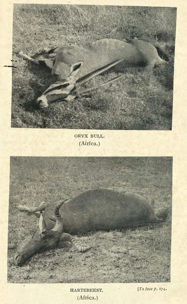 An illustration from Tiger Slayer by Order (Digby Davies, Late Bombay Police), 1915, leaf 228