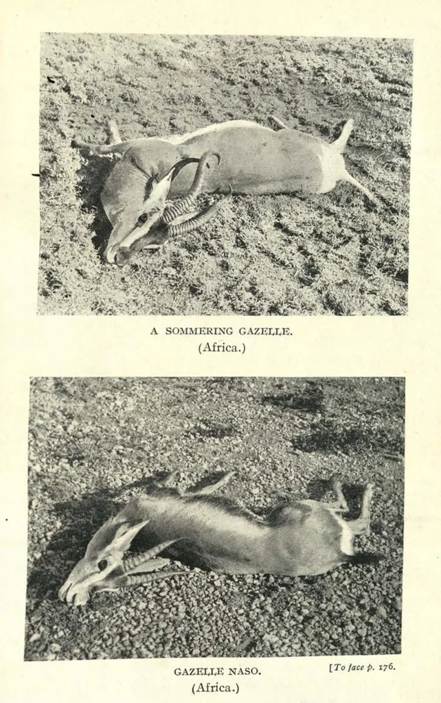 An illustration from Tiger Slayer by Order (Digby Davies, Late Bombay Police), 1915, leaf 232