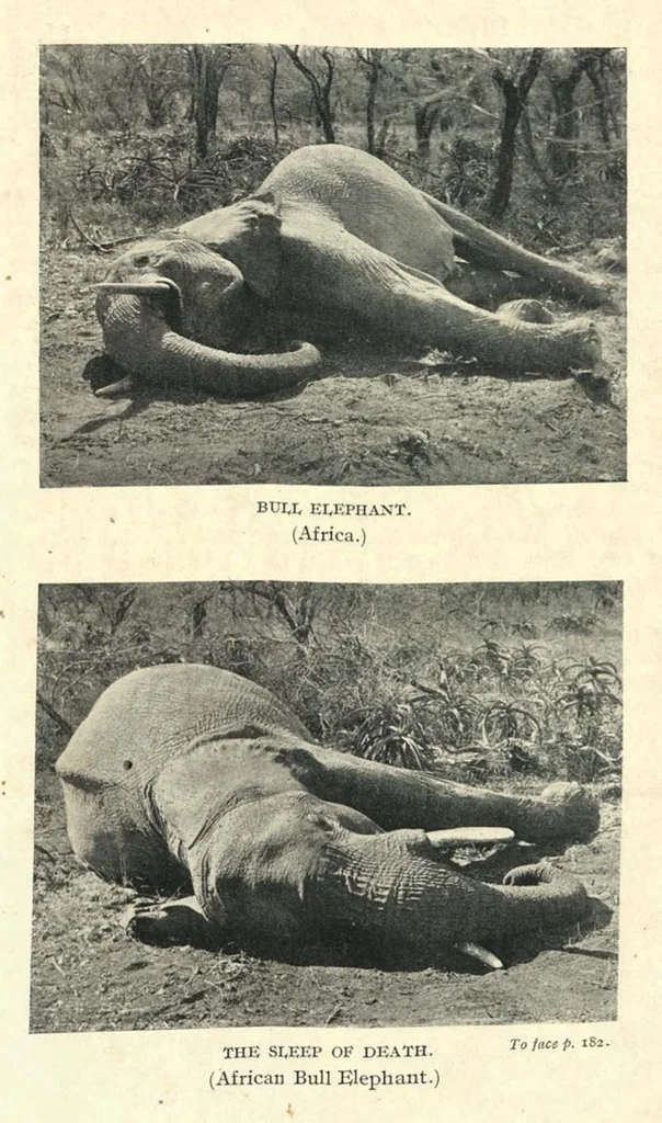 An illustration from Tiger Slayer by Order (Digby Davies, Late Bombay Police), 1915, leaf 242