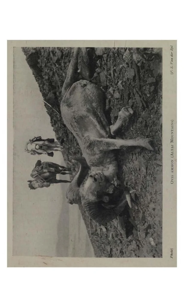 An illustration from The Sportsman’s Book for India, 1904, leaf 171