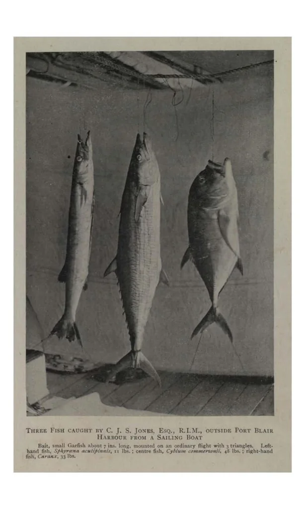 An illustration from The Sportsman’s Book for India, 1904, leaf 361