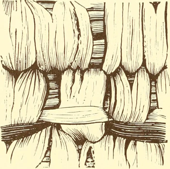 An illustration from Indian basketry, and How to make Indian and other baskets, 1903, leaf 121