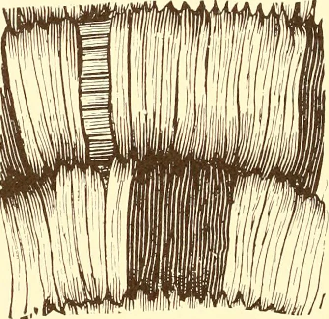 An illustration from Indian basketry, and How to make Indian and other baskets, 1903, leaf 121