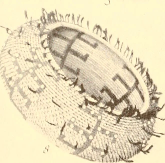 An illustration from Indian basketry, and How to make Indian and other baskets, 1903, leaf 15