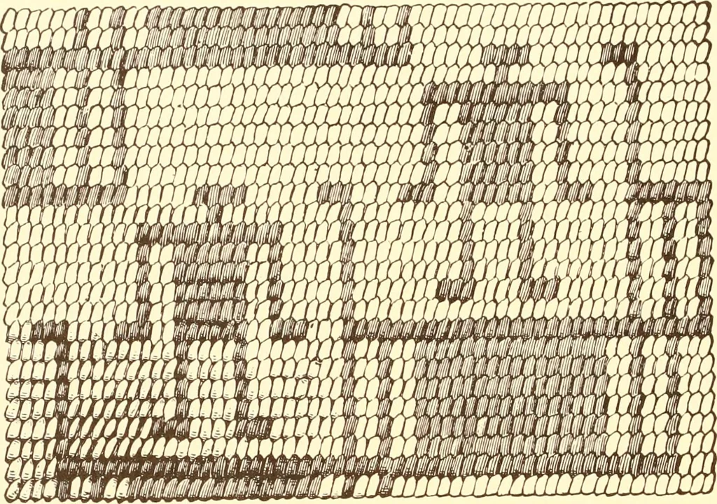 An illustration from Indian basketry, and How to make Indian and other baskets, 1903, leaf 151