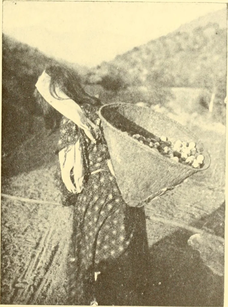 An illustration from Indian basketry, and How to make Indian and other baskets, 1903, leaf 154