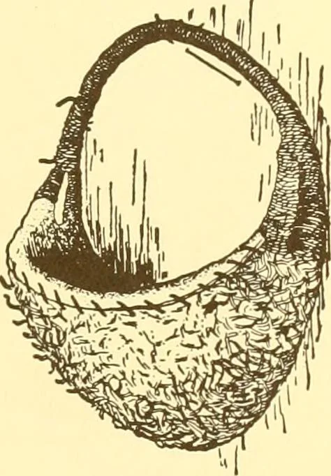 An illustration from Indian basketry, and How to make Indian and other baskets, 1903, leaf 166