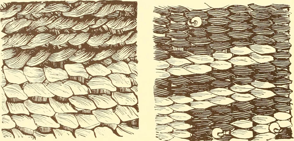 An illustration from Indian basketry, and How to make Indian and other baskets, 1903, leaf 181