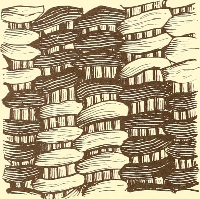 An illustration from Indian basketry, and How to make Indian and other baskets, 1903, leaf 183
