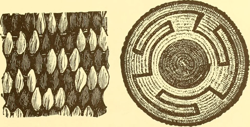 An illustration from Indian basketry, and How to make Indian and other baskets, 1903, leaf 186