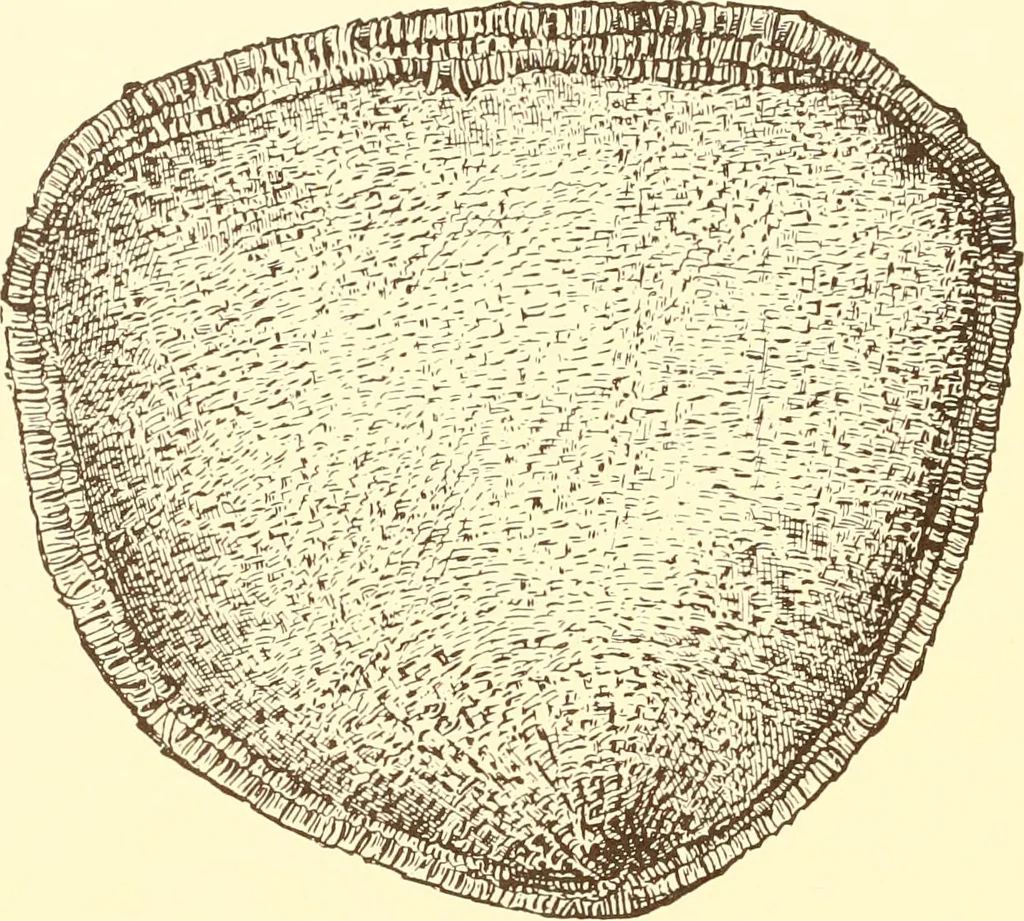 An illustration from Indian basketry, and How to make Indian and other baskets, 1903, leaf 191