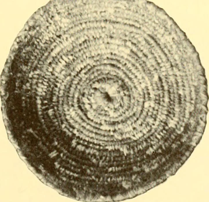 An illustration from Indian basketry, and How to make Indian and other baskets, 1903, leaf 234