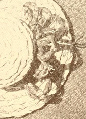 An illustration from Indian basketry, and How to make Indian and other baskets, 1903, leaf 335