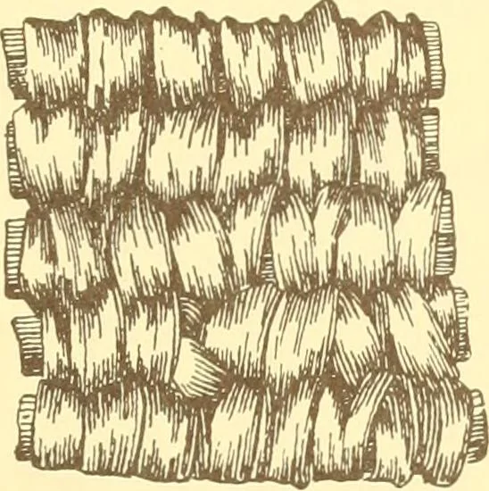 An illustration from Indian basketry, and How to make Indian and other baskets, 1903, leaf 346