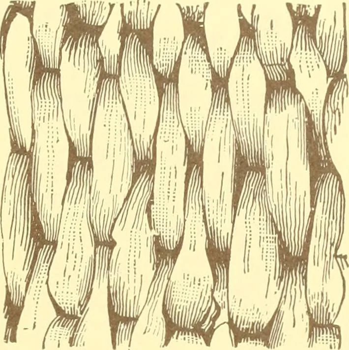 An illustration from Indian basketry, and How to make Indian and other baskets, 1903, leaf 346