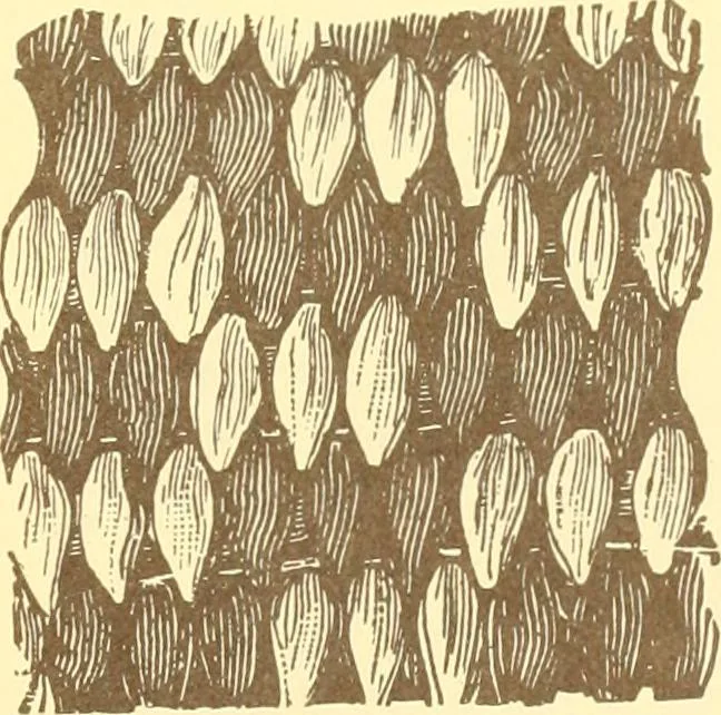 An illustration from Indian basketry, and How to make Indian and other baskets, 1903, leaf 346