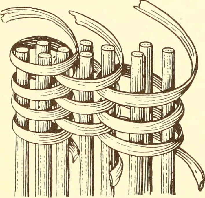 An illustration from Indian basketry, and How to make Indian and other baskets, 1903, leaf 347