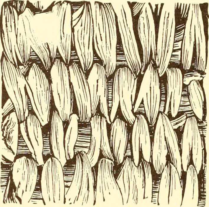 An illustration from Indian basketry, and How to make Indian and other baskets, 1903, leaf 347