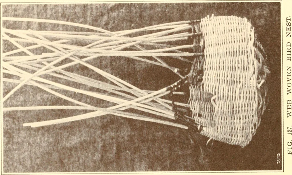 An illustration from Indian basketry, and How to make Indian and other baskets, 1903, leaf 373