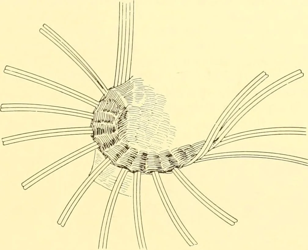 An illustration from Indian basketry, and How to make Indian and other baskets, 1903, leaf 396