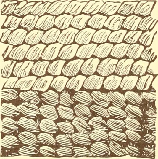 An illustration from Indian basketry, and How to make Indian and other baskets, 1903, leaf 409