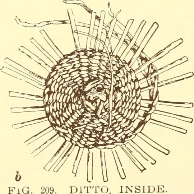 An illustration from Indian basketry, and How to make Indian and other baskets, 1903, leaf 413