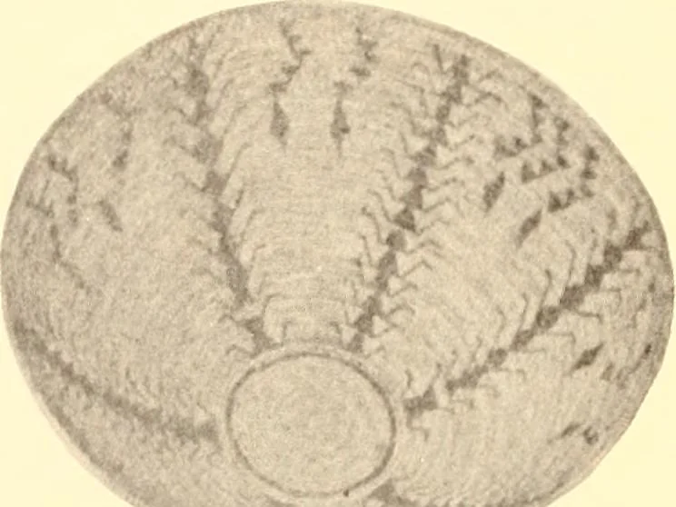 An illustration from Indian basketry, and How to make Indian and other baskets, 1903, leaf 415