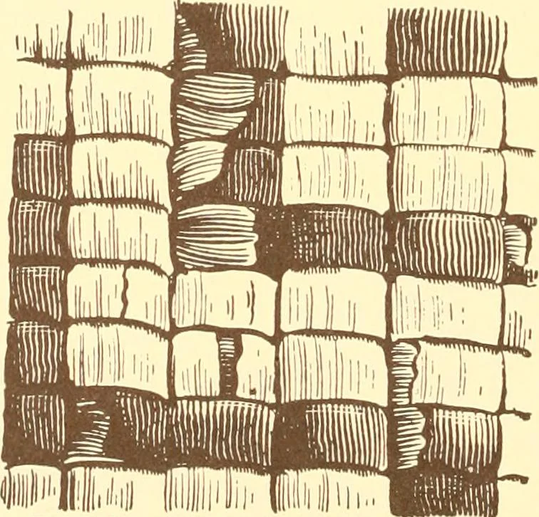 An illustration from Indian basketry, and How to make Indian and other baskets, 1903, leaf 417