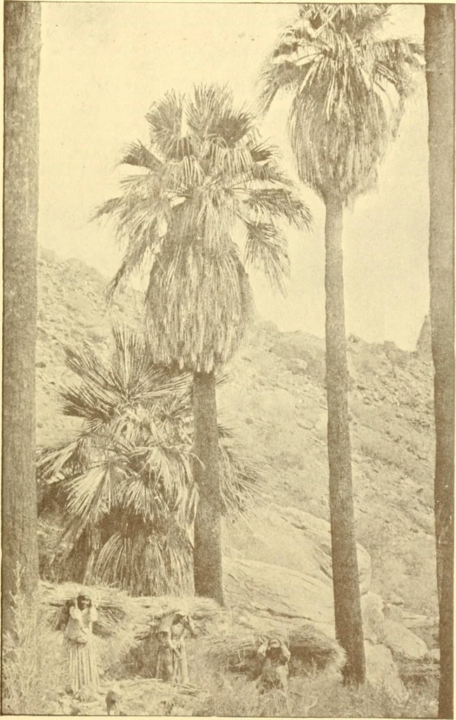 An illustration from Indian basketry, and How to make Indian and other baskets, 1903, leaf 82