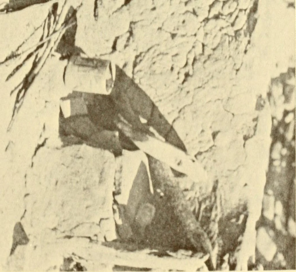 An illustration from Indian basketry, and How to make Indian and other baskets, 1903, leaf 98
