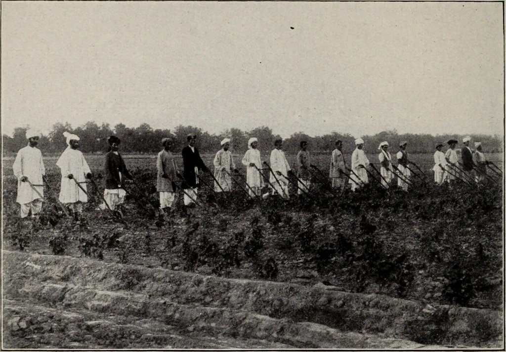 An illustration from Indian cotton, 1915, leaf 123