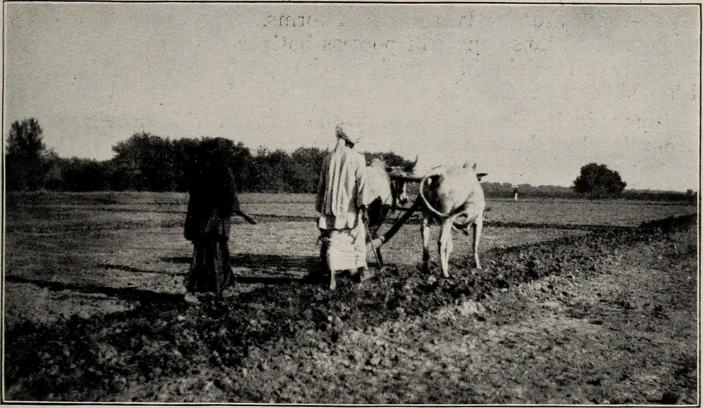 An illustration from Indian cotton, 1915, leaf 126