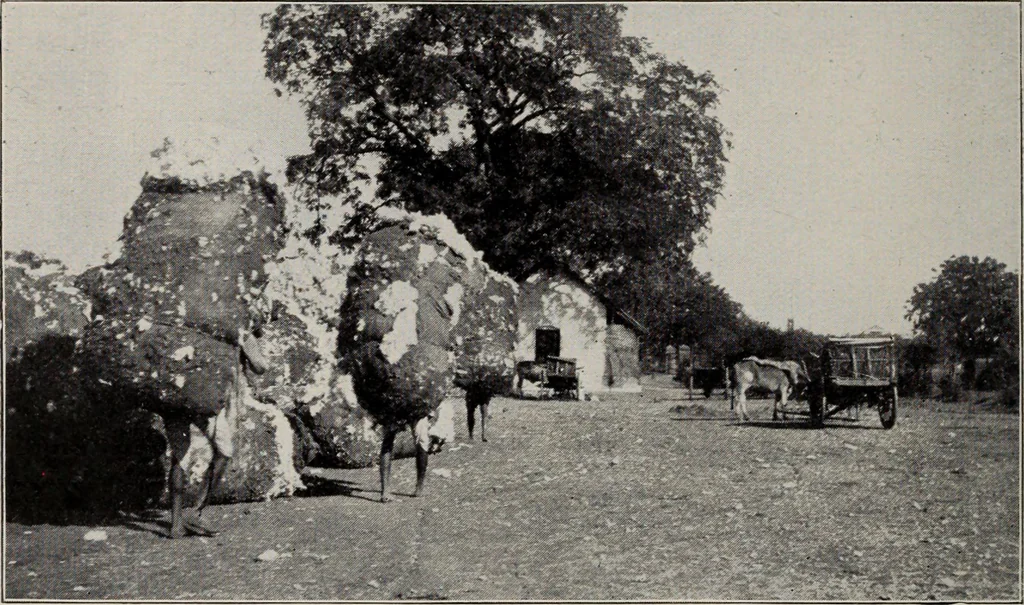 An illustration from Indian cotton, 1915, leaf 131
