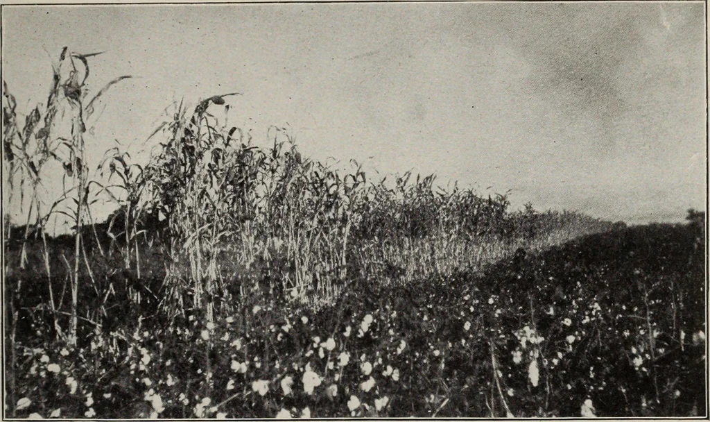 An illustration from Indian cotton, 1915, leaf 142