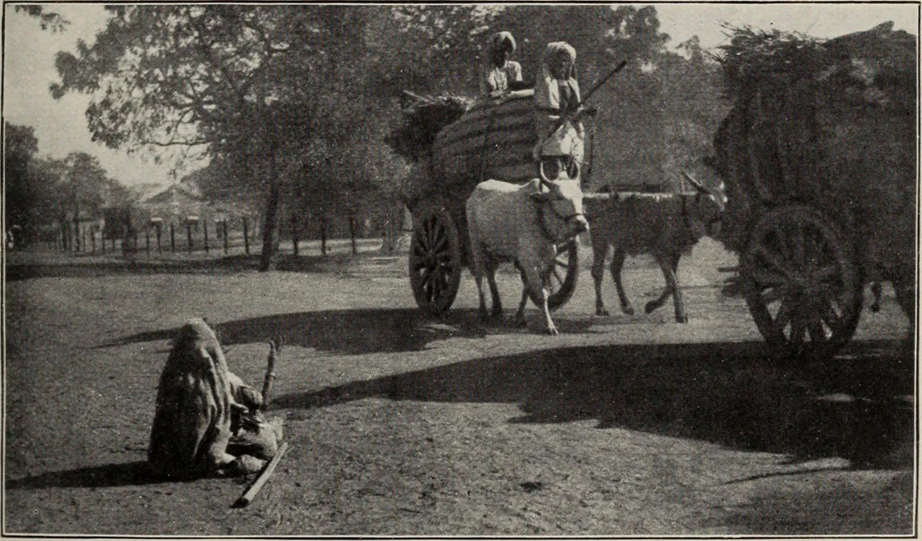 An illustration from Indian cotton, 1915, leaf 146