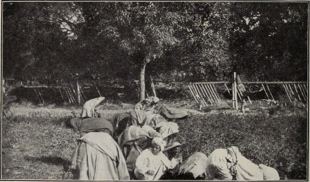 An illustration from Indian cotton, 1915, leaf 147