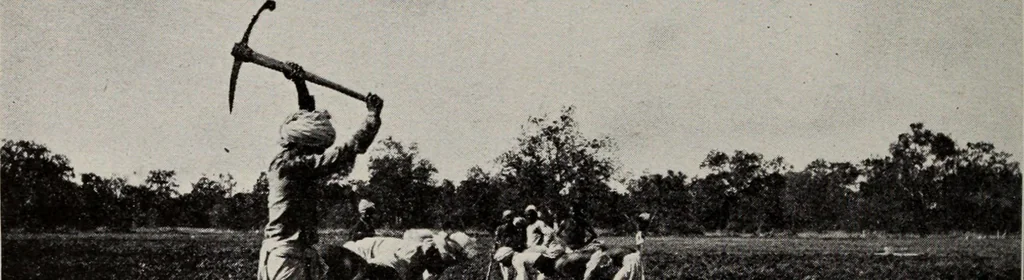 An illustration from Indian cotton, 1915, leaf 149