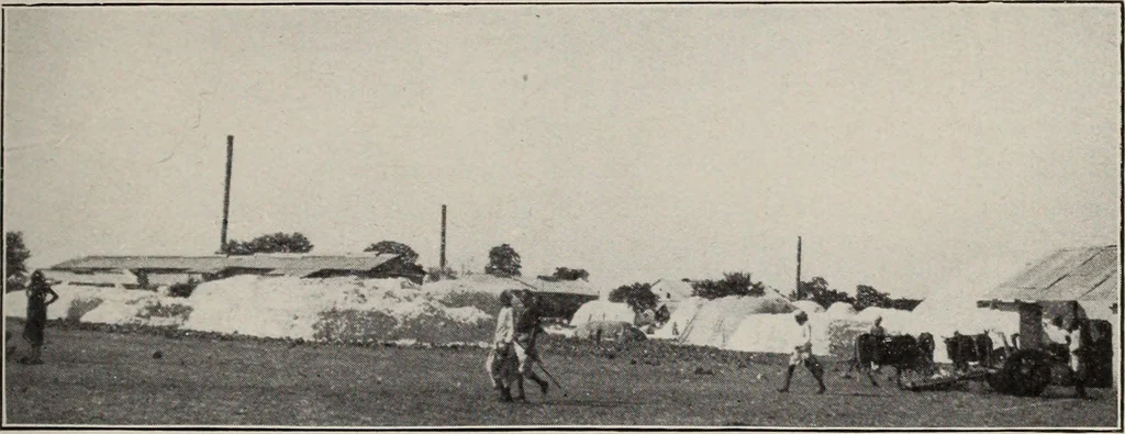 An illustration from Indian cotton, 1915, leaf 152