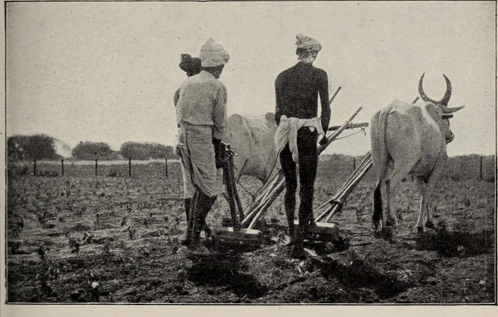 An illustration from Indian cotton, 1915, leaf 160