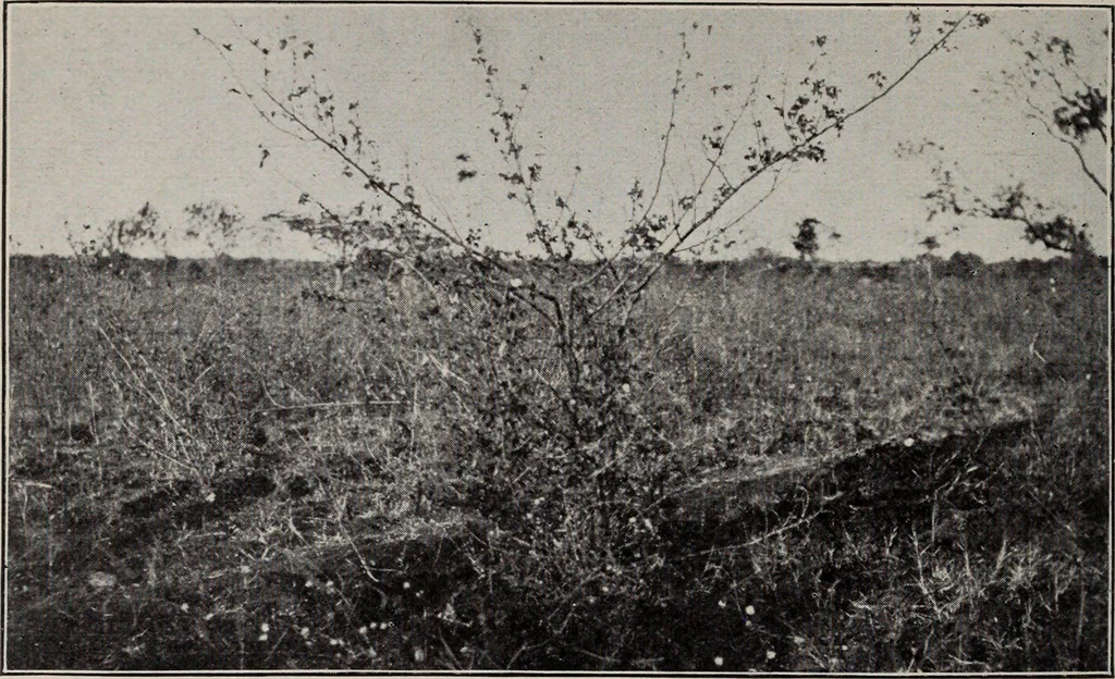 An illustration from Indian cotton, 1915, leaf 169