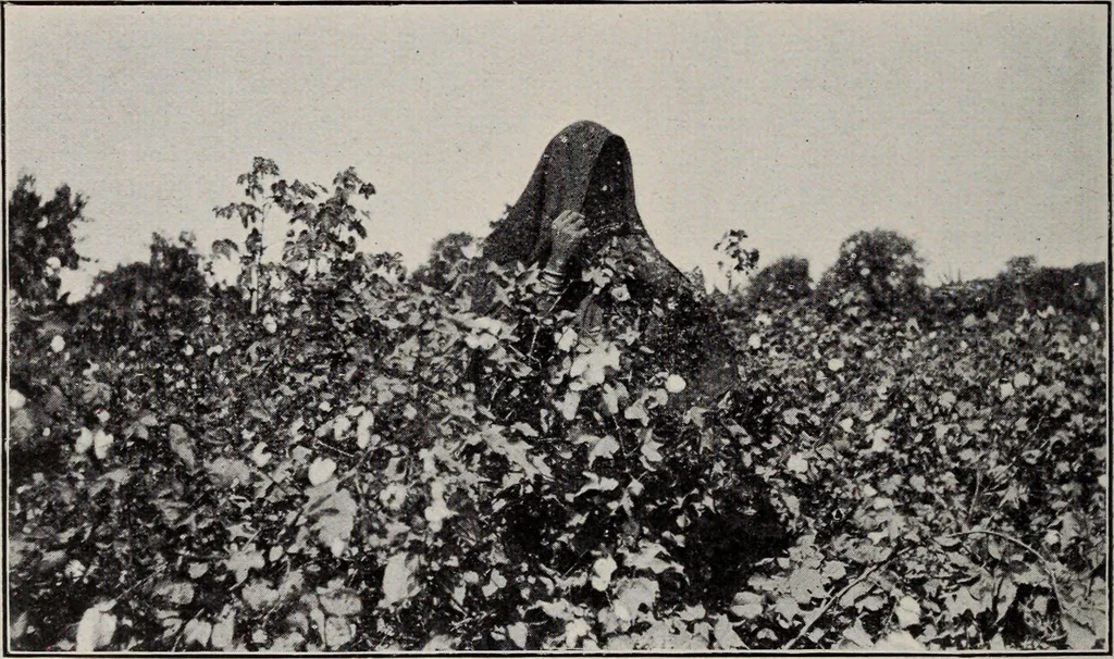 An illustration from Indian cotton, 1915, leaf 175