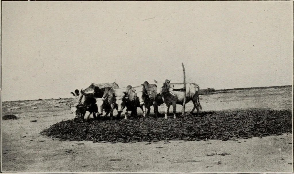 An illustration from Indian cotton, 1915, leaf 180