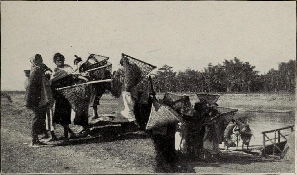 An illustration from Indian cotton, 1915, leaf 206