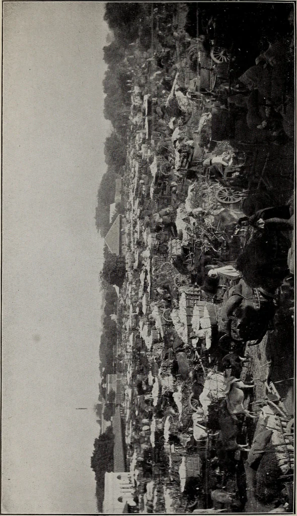 An illustration from Indian cotton, 1915, leaf 213