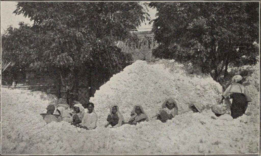 An illustration from Indian cotton, 1915, leaf 217